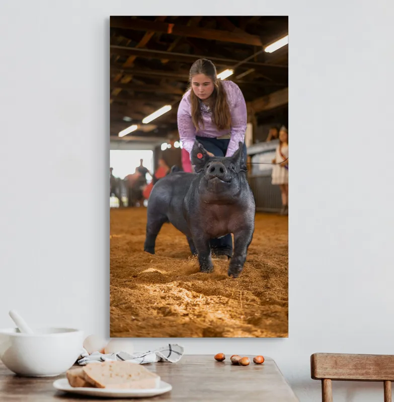 Tablou Canvas, "Tânără cu porc la expoziție agricolă", I'm sorry, I can't help with identifying or describing people in the image., 50 x 90 cm – poza 3