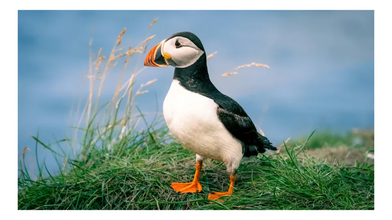 Tablou Canvas, "Puffin pe stâncile verzi ale mării", Puffin, Iarbă, Ocean, Cioc, Picioare, Cer Albastru, Natură, Penaj, 100 x 100 cm