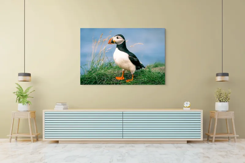Tablou Canvas, "Puffin pe stâncile verzi ale mării", Puffin, Iarbă, Ocean, Cioc, Picioare, Cer Albastru, Natură, Penaj, 150 x 100 cm – poza 6