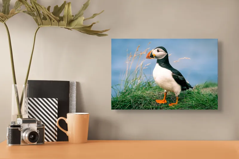 Tablou Canvas, "Puffin pe stâncile verzi ale mării", Puffin, Iarbă, Ocean, Cioc, Picioare, Cer Albastru, Natură, Penaj, 39 x 26 cm – poza 3