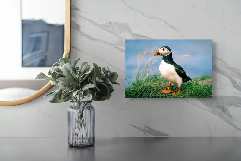 Tablou Canvas, "Puffin pe stâncile verzi ale mării", Puffin, Iarbă, Ocean, Cioc, Picioare, Cer Albastru, Natură, Penaj, 39 x 26 cm – poza 5