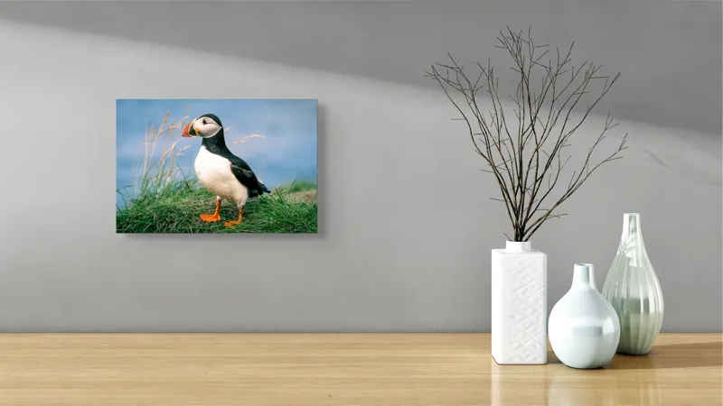 Tablou Canvas, "Puffin pe stâncile verzi ale mării", Puffin, Iarbă, Ocean, Cioc, Picioare, Cer Albastru, Natură, Penaj, 39 x 26 cm – poza 8
