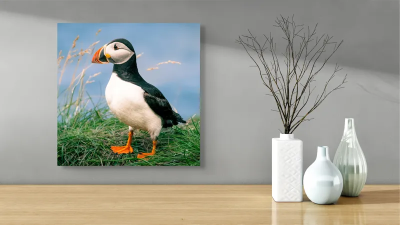 Tablou Canvas, "Puffin pe stâncile verzi ale mării", Puffin, Iarbă, Ocean, Cioc, Picioare, Cer Albastru, Natură, Penaj, 50 x 50 cm – poza 3
