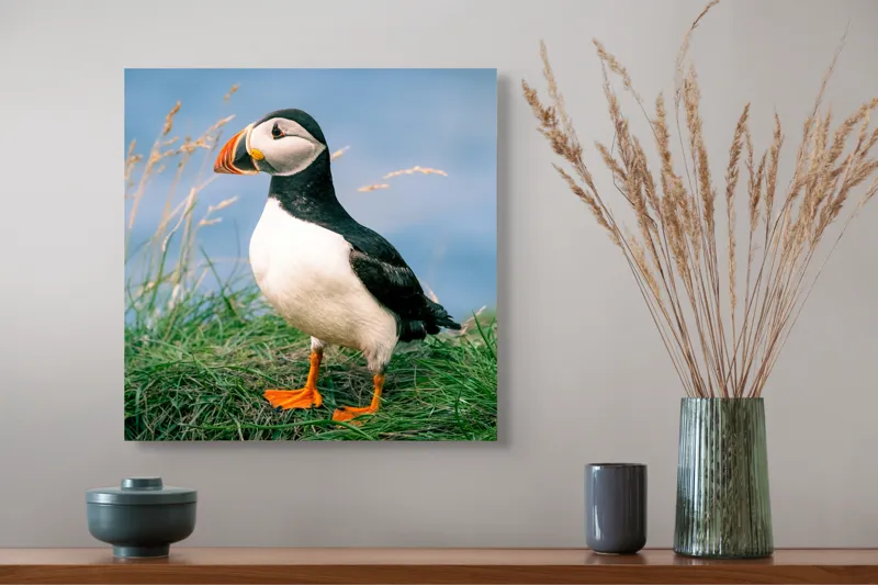 Tablou Canvas, "Puffin pe stâncile verzi ale mării", Puffin, Iarbă, Ocean, Cioc, Picioare, Cer Albastru, Natură, Penaj, 50 x 50 cm – poza 4