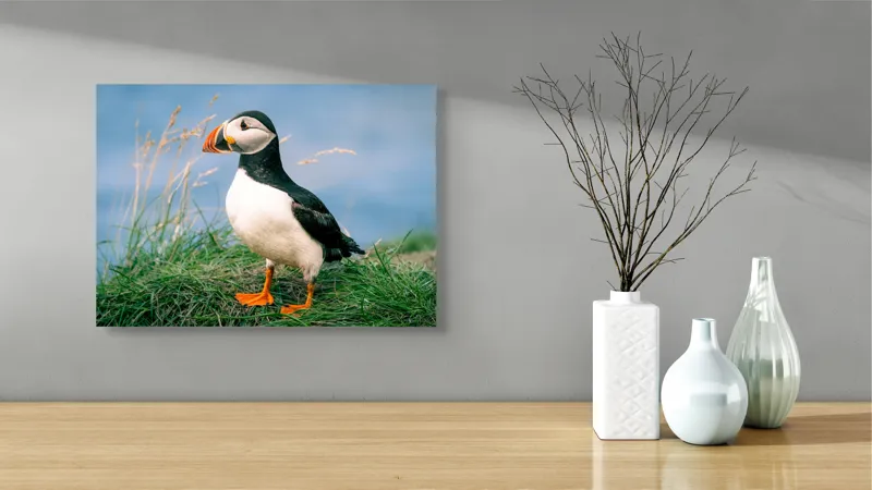 Tablou Canvas, "Puffin pe stâncile verzi ale mării", Puffin, Iarbă, Ocean, Cioc, Picioare, Cer Albastru, Natură, Penaj, 54 x 39 cm – poza 3