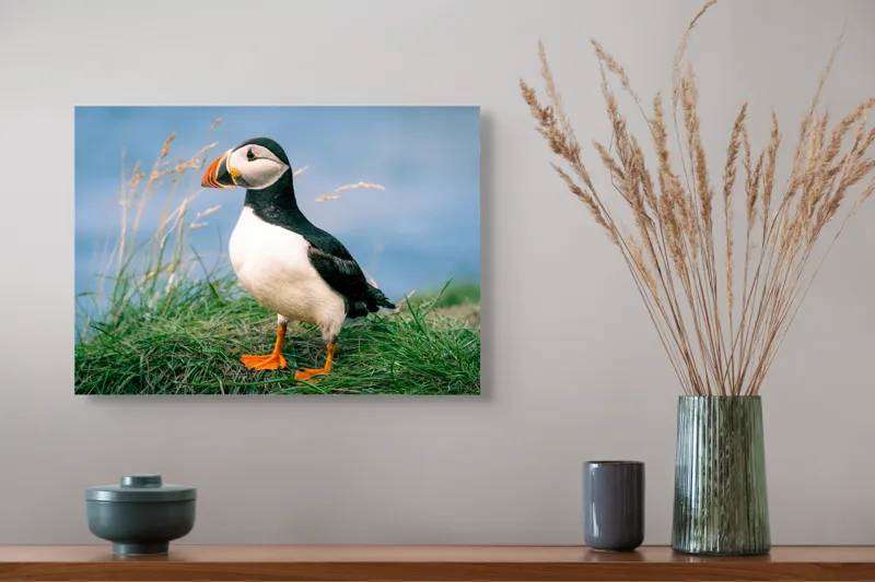 Tablou Canvas, "Puffin pe stâncile verzi ale mării", Puffin, Iarbă, Ocean, Cioc, Picioare, Cer Albastru, Natură, Penaj, 54 x 39 cm – poza 4