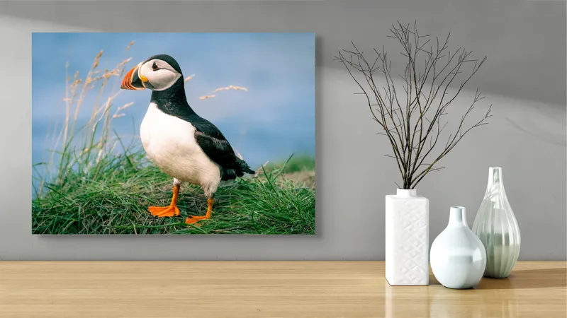 Tablou Canvas, "Puffin pe stâncile verzi ale mării", Puffin, Iarbă, Ocean, Cioc, Picioare, Cer Albastru, Natură, Penaj, 70 x 50 cm – poza 3