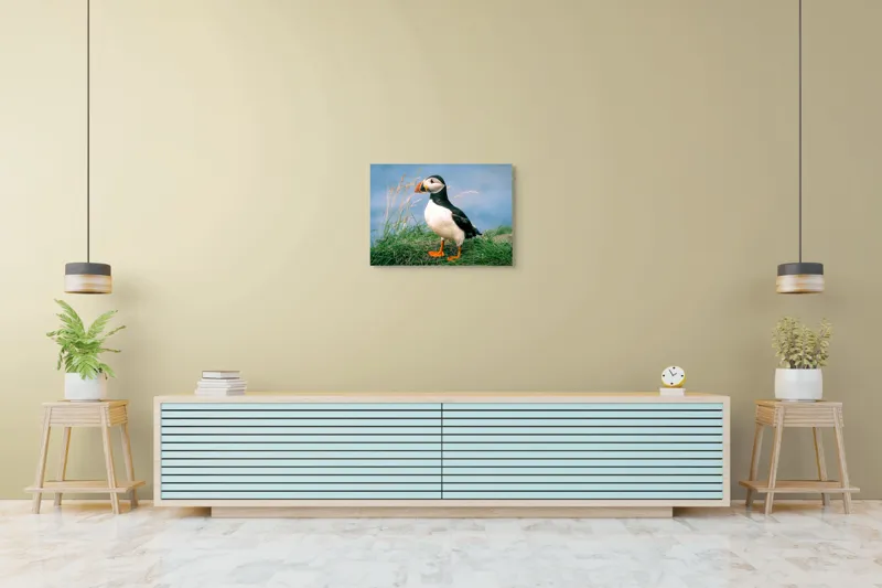 Tablou Canvas, "Puffin pe stâncile verzi ale mării", Puffin, Iarbă, Ocean, Cioc, Picioare, Cer Albastru, Natură, Penaj, 70 x 50 cm – poza 7