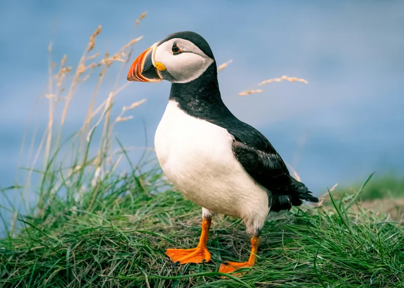 Tablou Canvas, "Puffin pe stâncile verzi ale mării", Puffin, Iarbă, Ocean, Cioc, Picioare, Cer Albastru, Natură, Penaj, 70 x 50 cm – poza 2