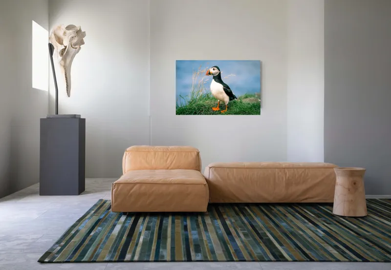 Tablou Canvas, "Puffin pe stâncile verzi ale mării", Puffin, Iarbă, Ocean, Cioc, Picioare, Cer Albastru, Natură, Penaj, 90 x 50 cm – poza 8
