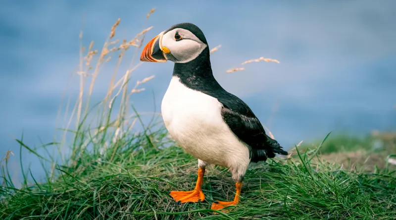 Tablou Canvas, "Puffin pe stâncile verzi ale mării", Puffin, Iarbă, Ocean, Cioc, Picioare, Cer Albastru, Natură, Penaj, 90 x 50 cm – poza 2