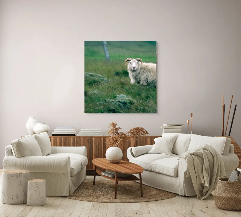 Tablou Canvas, "Berbecul singuratic pe câmp verde", Oaie, Câmp, Verdeață, Gard, Corn, Blană, Pășune, Nori, Natural, Peisaj, 100 x 100 cm – poza 3