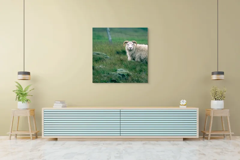 Tablou Canvas, "Berbecul singuratic pe câmp verde", Oaie, Câmp, Verdeață, Gard, Corn, Blană, Pășune, Nori, Natural, Peisaj, 100 x 100 cm – poza 5