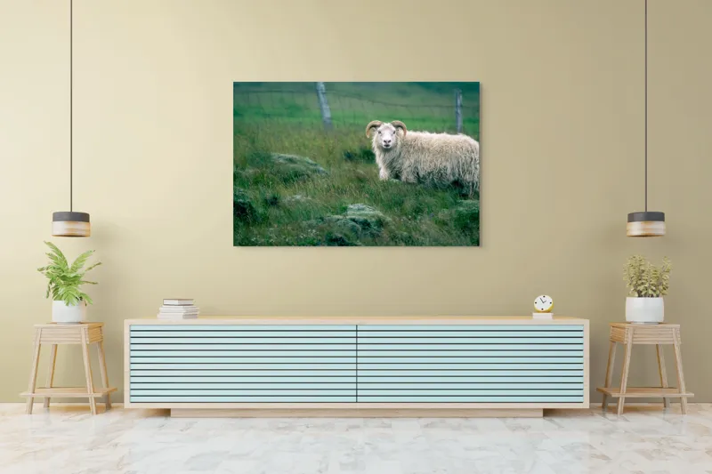 Tablou Canvas, "Berbecul singuratic pe câmp verde", Oaie, Câmp, Verdeață, Gard, Corn, Blană, Pășune, Nori, Natural, Peisaj, 150 x 100 cm – poza 6