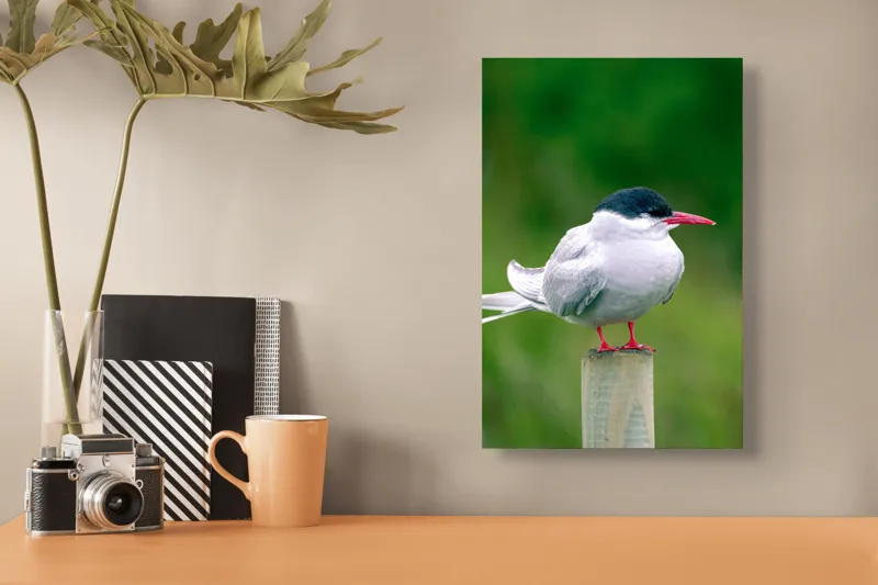 Tablou Canvas, "Pescărușul pe stâlp în natură verde", Pasăre, Eleganță, Penaj, Natură, Libertate, Serenitate, 26 x 39 cm – poza 3