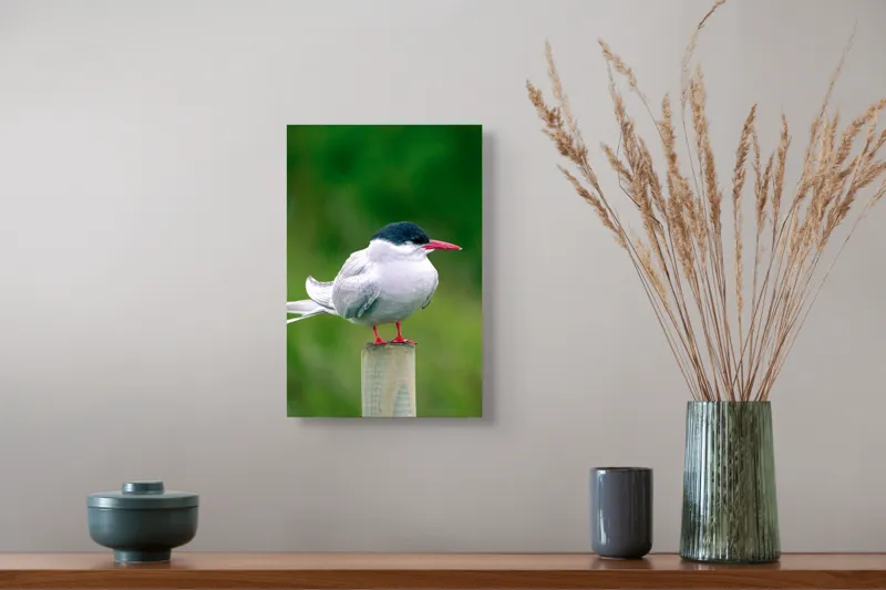 Tablou Canvas, "Pescărușul pe stâlp în natură verde", Pasăre, Eleganță, Penaj, Natură, Libertate, Serenitate, 26 x 39 cm – poza 5