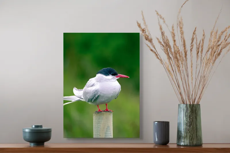 Tablou Canvas, "Pescărușul pe stâlp în natură verde", Pasăre, Eleganță, Penaj, Natură, Libertate, Serenitate, 39 x 54 cm – poza 3