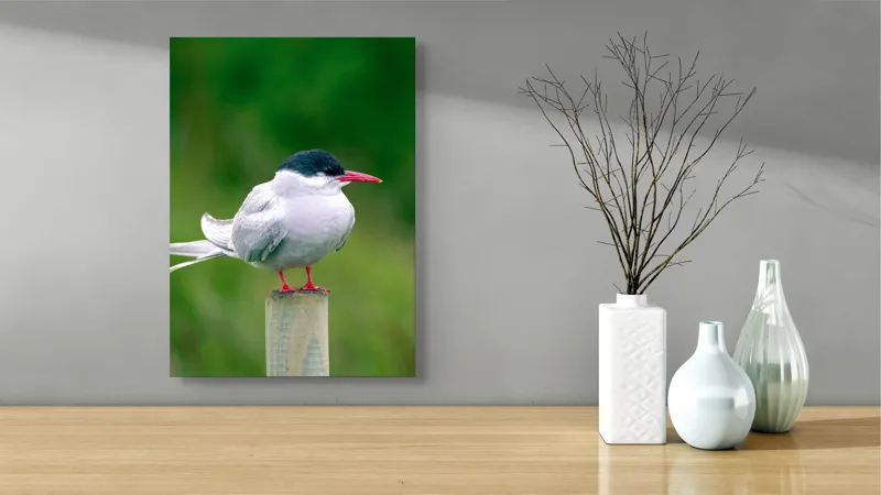 Tablou Canvas, "Pescărușul pe stâlp în natură verde", Pasăre, Eleganță, Penaj, Natură, Libertate, Serenitate, 39 x 54 cm – poza 4