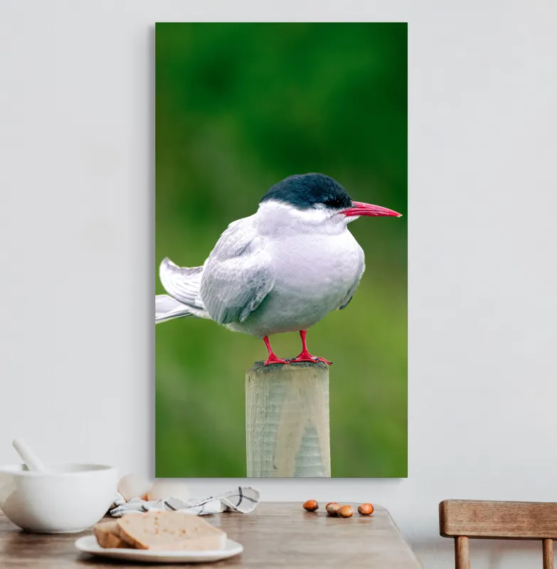 Tablou Canvas, "Pescărușul pe stâlp în natură verde", Pasăre, Eleganță, Penaj, Natură, Libertate, Serenitate, 50 x 90 cm – poza 3