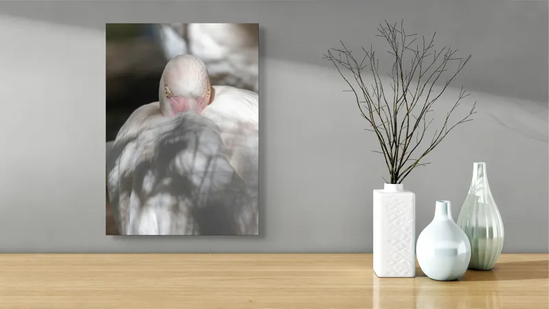 Tablou Canvas, "Pasărea enigmatică în umbra discretă", Pasăre, Albă, Ochi, Blană, Umbră, Detaliu, Textură, Gât, Lumină, Privire, 39 x 54 cm – poza 4