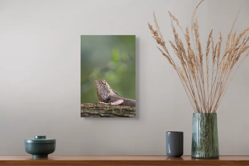 Tablou Canvas, "Șopârlă odihnindu-se pe trunchi verde", Șopârlă, Verde, Textură, Natură, Bokeh, Ramură, Solzi, Echilibru, Obișnuit, Relaxare, 26 x 39 cm – poza 5