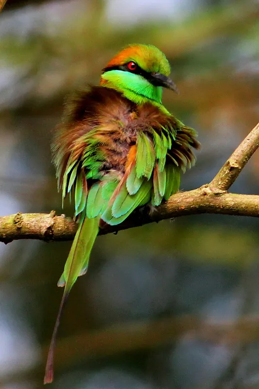 Tablou Canvas, "Splendoarea păsării în pădurea tropicală", Pasăre, Colorată, Vibrantă, Pene, Verde, Ramură, Natură, Elegantă, Exotică, Frumusețe, 100 x 150 cm – poza 2