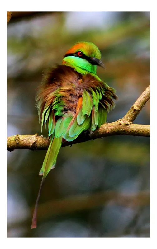 Tablou Canvas, "Splendoarea păsării în pădurea tropicală", Pasăre, Colorată, Vibrantă, Pene, Verde, Ramură, Natură, Elegantă, Exotică, Frumusețe, 70 x 100 cm
