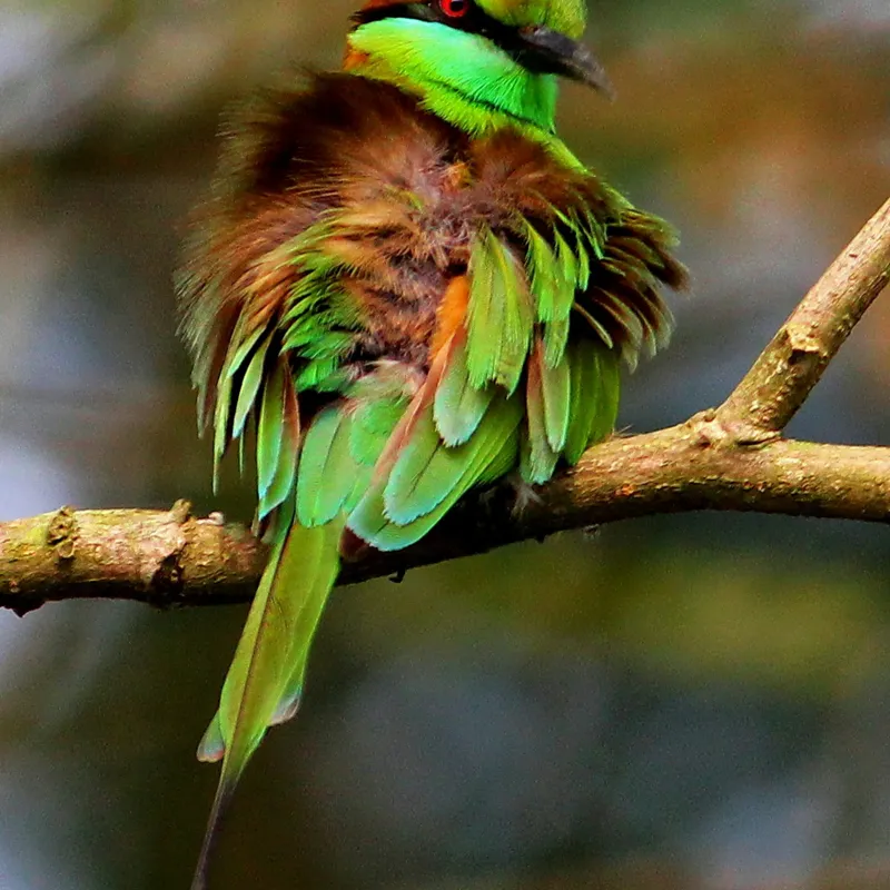 Tablou Canvas, "Splendoarea păsării în pădurea tropicală", Pasăre, Colorată, Vibrantă, Pene, Verde, Ramură, Natură, Elegantă, Exotică, Frumusețe, 50 x 50 cm – poza 2