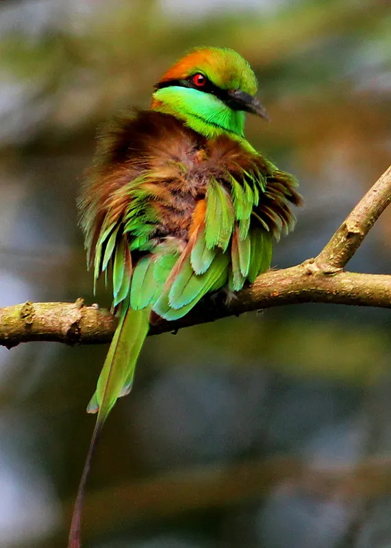 Tablou Canvas, "Splendoarea păsării în pădurea tropicală", Pasăre, Colorată, Vibrantă, Pene, Verde, Ramură, Natură, Elegantă, Exotică, Frumusețe, 50 x 70 cm – poza 2
