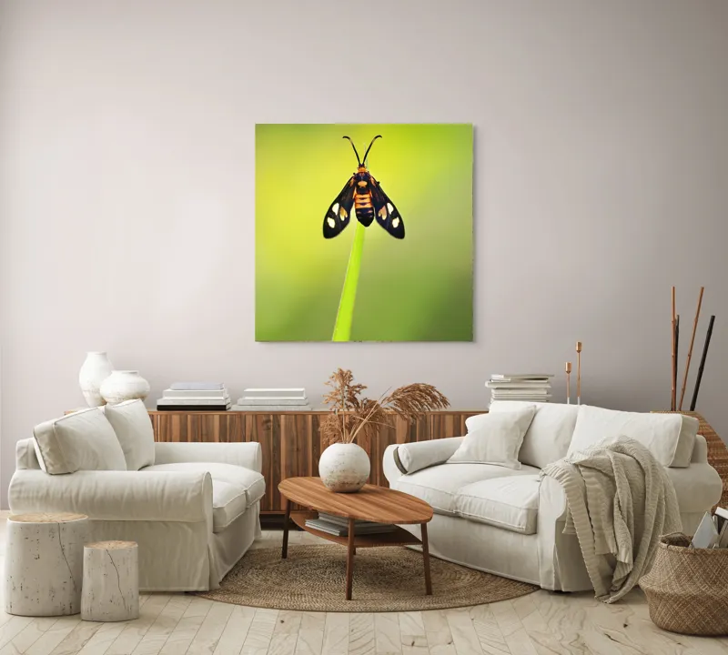 Tablou Canvas, "Fluture așezat pe fir de iarbă", Molie, Culoare, Natura, Fragilitate, Verde, Delicat, Zbor, Contrast, Frumusete, Echilibru, 100 x 100 cm – poza 3