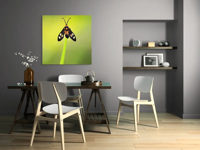 Tablou Canvas, "Fluture așezat pe fir de iarbă", Molie, Culoare, Natura, Fragilitate, Verde, Delicat, Zbor, Contrast, Frumusete, Echilibru, 100 x 100 cm – poza 6