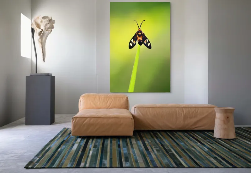 Tablou Canvas, "Fluture așezat pe fir de iarbă", Molie, Culoare, Natura, Fragilitate, Verde, Delicat, Zbor, Contrast, Frumusete, Echilibru, 100 x 150 cm – poza 7