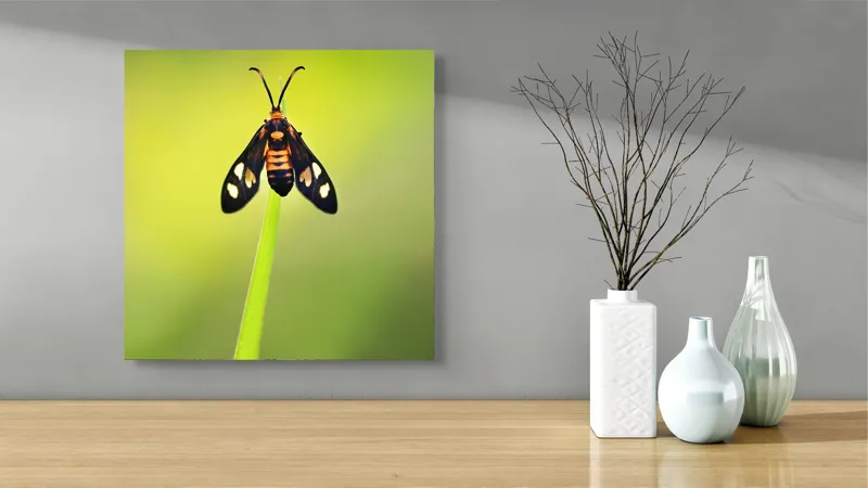 Tablou Canvas, "Fluture așezat pe fir de iarbă", Molie, Culoare, Natura, Fragilitate, Verde, Delicat, Zbor, Contrast, Frumusete, Echilibru, 50 x 50 cm – poza 3