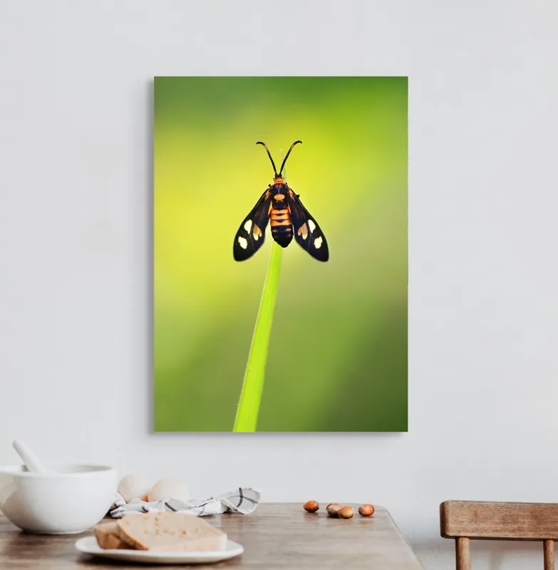 Tablou Canvas, "Fluture așezat pe fir de iarbă", Molie, Culoare, Natura, Fragilitate, Verde, Delicat, Zbor, Contrast, Frumusete, Echilibru, 50 x 70 cm – poza 3