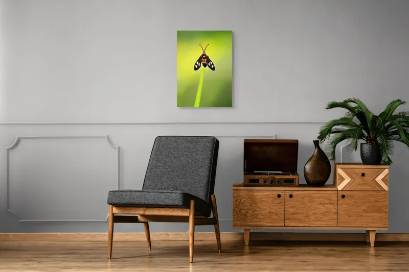 Tablou Canvas, "Fluture așezat pe fir de iarbă", Molie, Culoare, Natura, Fragilitate, Verde, Delicat, Zbor, Contrast, Frumusete, Echilibru, 50 x 70 cm – poza 8