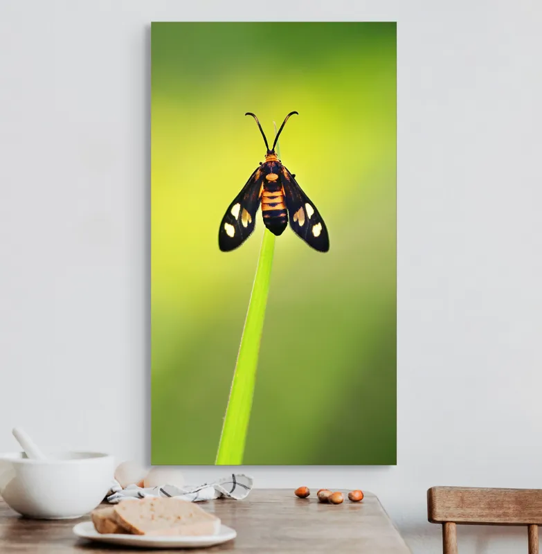 Tablou Canvas, "Fluture așezat pe fir de iarbă", Molie, Culoare, Natura, Fragilitate, Verde, Delicat, Zbor, Contrast, Frumusete, Echilibru, 50 x 90 cm – poza 3