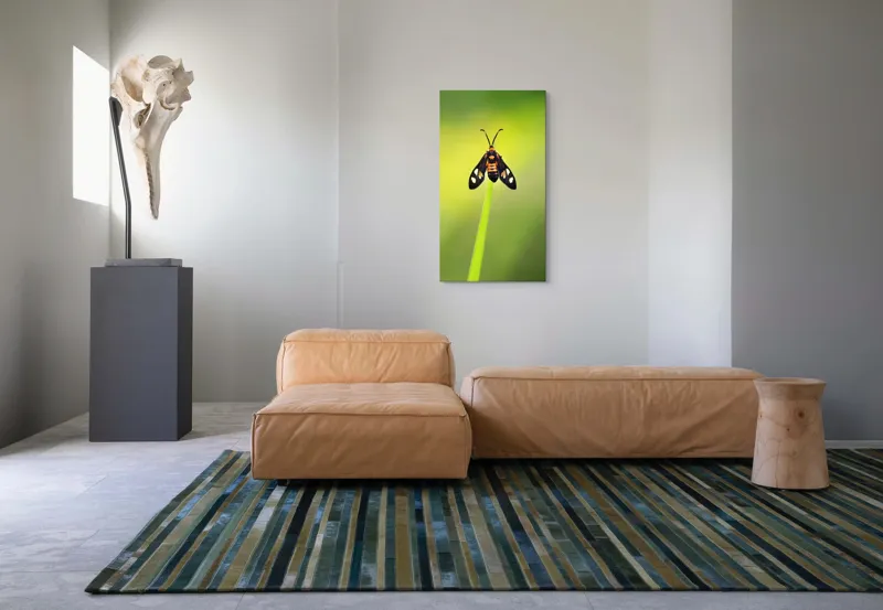 Tablou Canvas, "Fluture așezat pe fir de iarbă", Molie, Culoare, Natura, Fragilitate, Verde, Delicat, Zbor, Contrast, Frumusete, Echilibru, 50 x 90 cm – poza 5