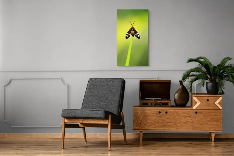 Tablou Canvas, "Fluture așezat pe fir de iarbă", Molie, Culoare, Natura, Fragilitate, Verde, Delicat, Zbor, Contrast, Frumusete, Echilibru, 50 x 90 cm – poza 8