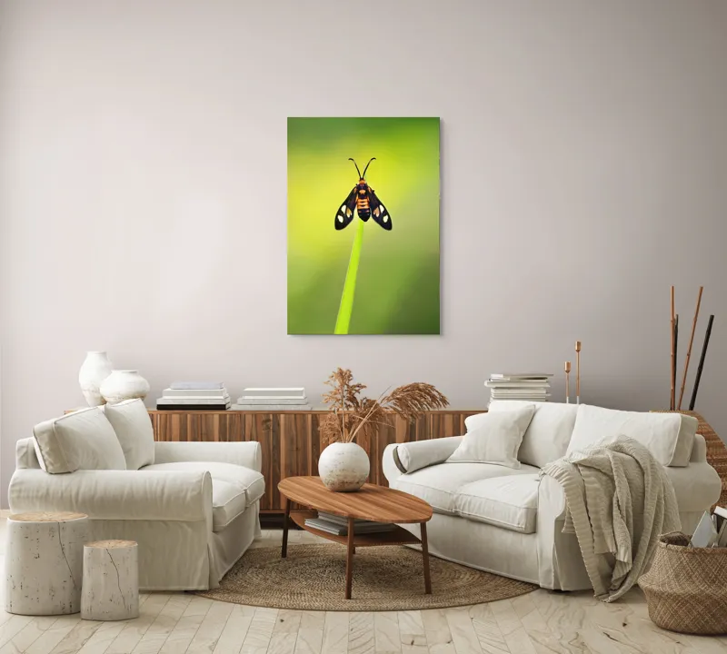 Tablou Canvas, "Fluture așezat pe fir de iarbă", Molie, Culoare, Natura, Fragilitate, Verde, Delicat, Zbor, Contrast, Frumusete, Echilibru, 70 x 100 cm – poza 4