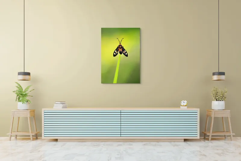 Tablou Canvas, "Fluture așezat pe fir de iarbă", Molie, Culoare, Natura, Fragilitate, Verde, Delicat, Zbor, Contrast, Frumusete, Echilibru, 70 x 100 cm – poza 5