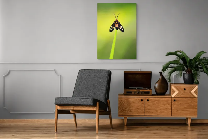 Tablou Canvas, "Fluture așezat pe fir de iarbă", Molie, Culoare, Natura, Fragilitate, Verde, Delicat, Zbor, Contrast, Frumusete, Echilibru, 70 x 100 cm – poza 6