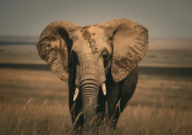 Tablou Canvas, "Elefantul pe câmpiile africane", Elefant, Savana, Urechi, Trompă, Iarbă, 100 x 70 cm – poza 2