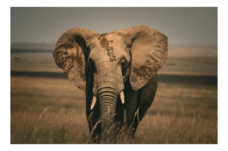 Tablou Canvas, "Elefantul pe câmpiile africane", Elefant, Savana, Urechi, Trompă, Iarbă, 39 x 26 cm