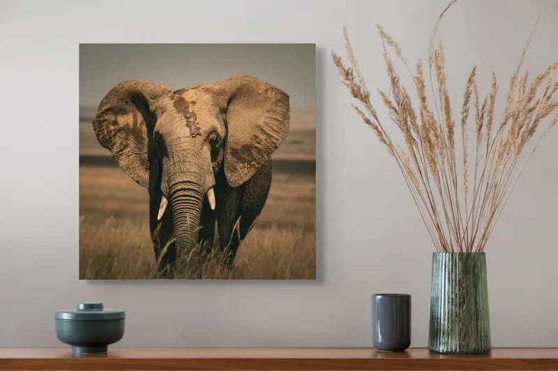 Tablou Canvas, "Elefantul pe câmpiile africane", Elefant, Savana, Urechi, Trompă, Iarbă, 50 x 50 cm – poza 4