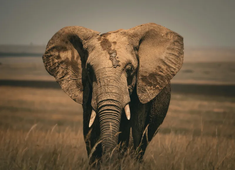 Tablou Canvas, "Elefantul pe câmpiile africane", Elefant, Savana, Urechi, Trompă, Iarbă, 54 x 39 cm – poza 2