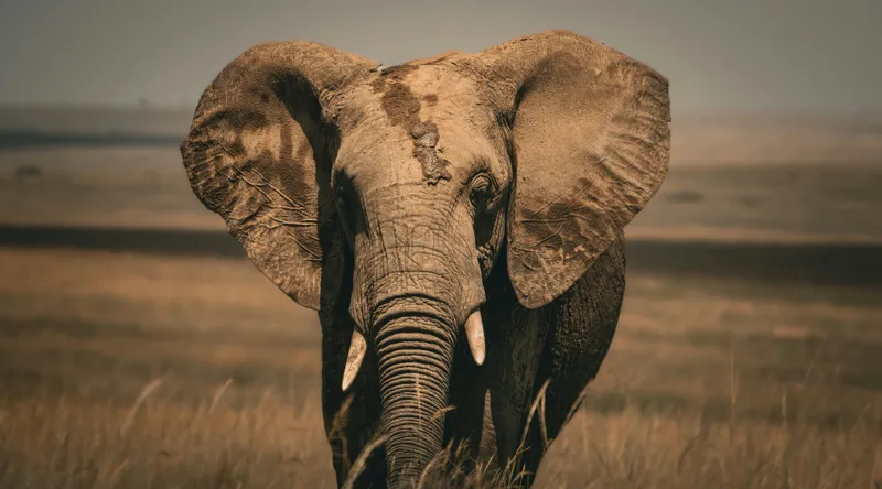 Tablou Canvas, "Elefantul pe câmpiile africane", Elefant, Savana, Urechi, Trompă, Iarbă, 90 x 50 cm – poza 2