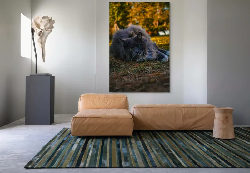 Tablou Canvas, "Pisica odihnindu-se în amurgul toamnei", Blană, Gri, Ochi, Verzi, Natură, Relaxare, Felină, Pădure, Toamnă, Lumină., 100 x 150 cm – poza 7