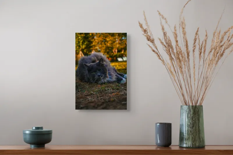 Tablou Canvas, "Pisica odihnindu-se în amurgul toamnei", Blană, Gri, Ochi, Verzi, Natură, Relaxare, Felină, Pădure, Toamnă, Lumină., 26 x 39 cm – poza 5