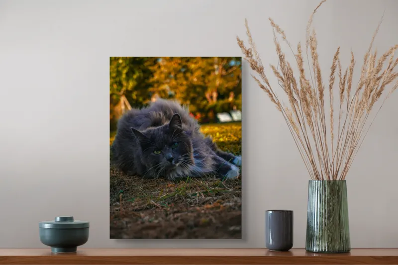 Tablou Canvas, "Pisica odihnindu-se în amurgul toamnei", Blană, Gri, Ochi, Verzi, Natură, Relaxare, Felină, Pădure, Toamnă, Lumină., 39 x 54 cm – poza 3