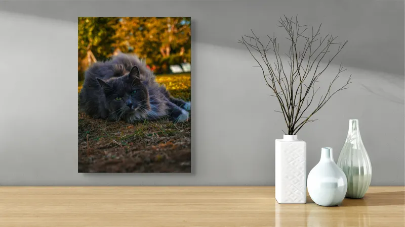 Tablou Canvas, "Pisica odihnindu-se în amurgul toamnei", Blană, Gri, Ochi, Verzi, Natură, Relaxare, Felină, Pădure, Toamnă, Lumină., 39 x 54 cm – poza 4